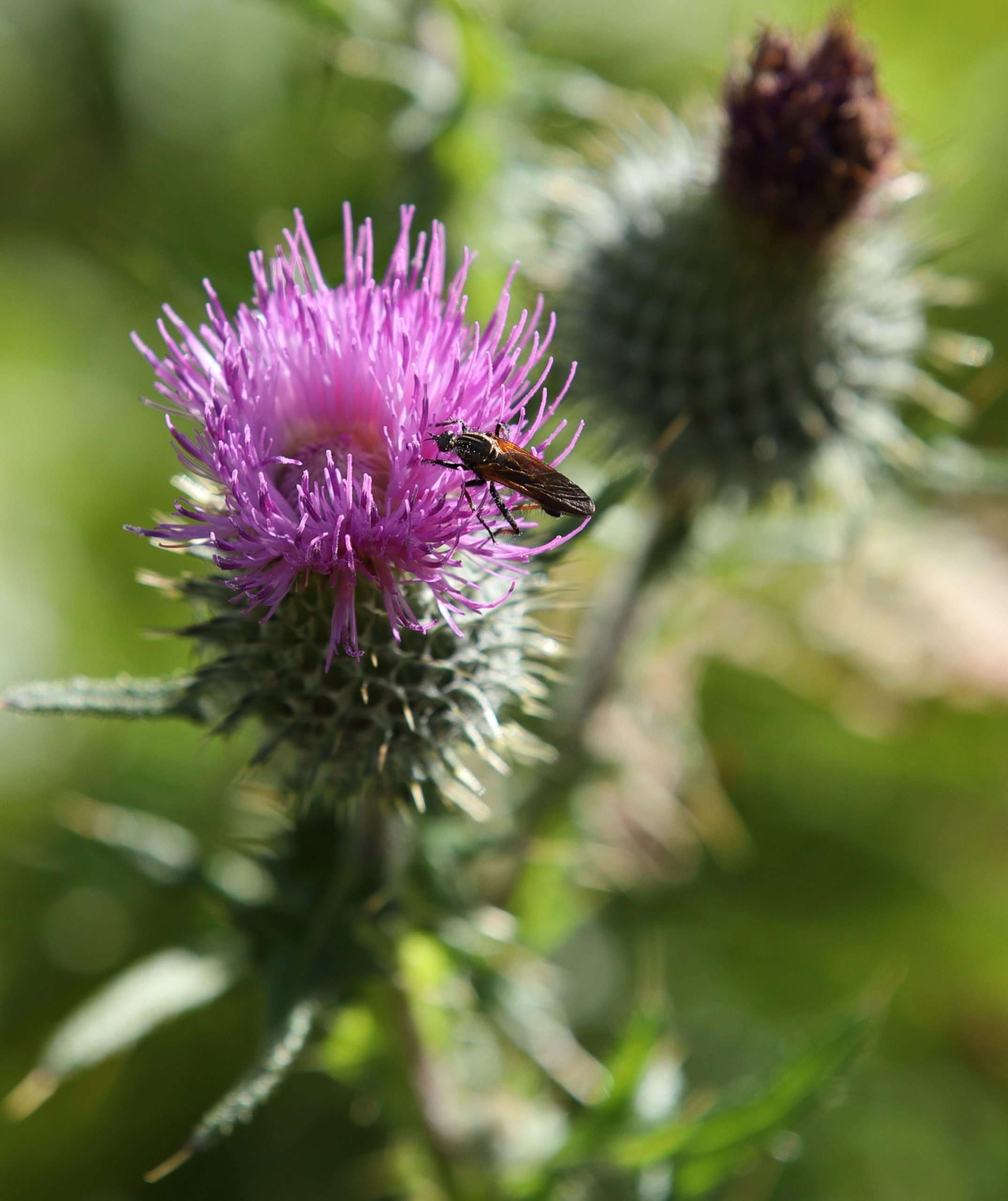 IMG_9665 Daggerfly (Empis tessellata) on Spear Thistle (Cirsium